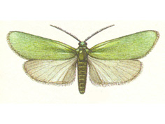 J. hispanica mâle