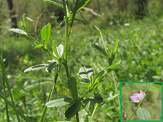 plante hôte